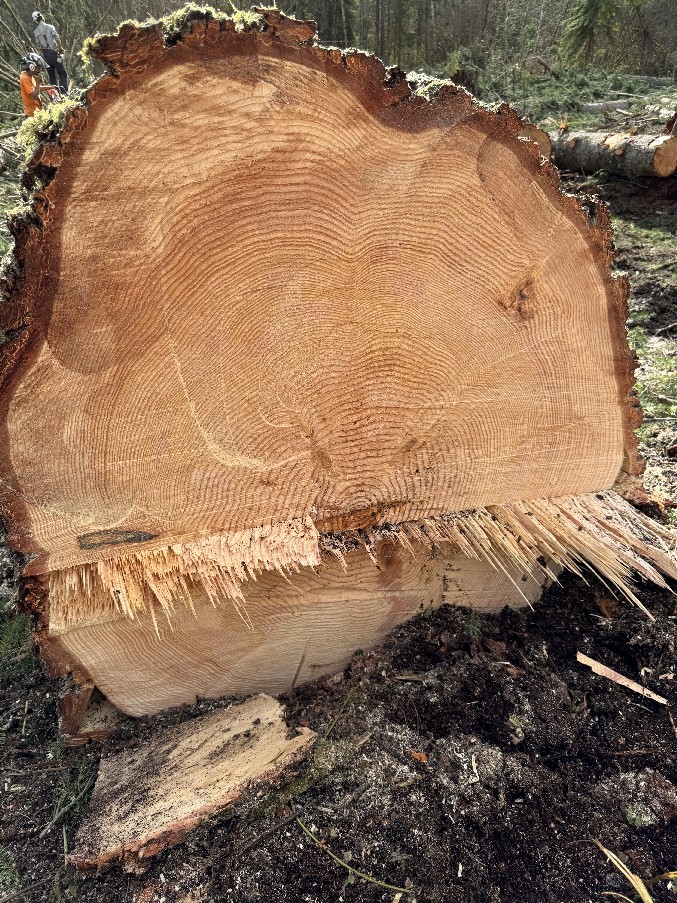 Land Clearing/Grading