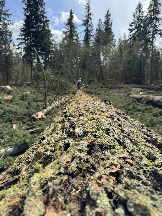 Land Clearing/Grading