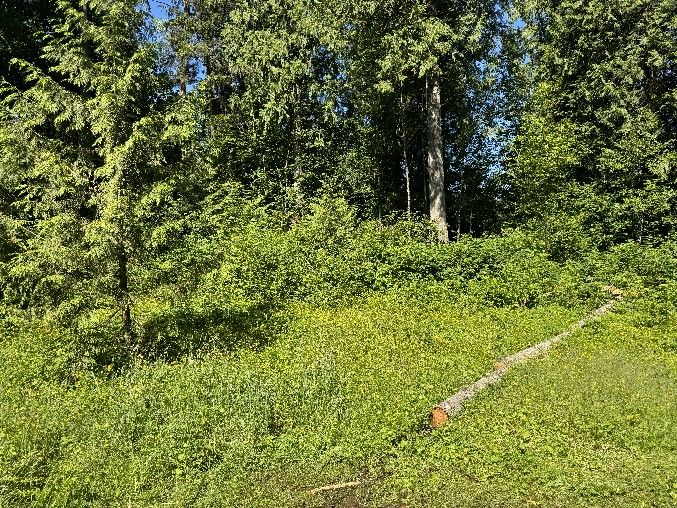 Land Clearing/Grading