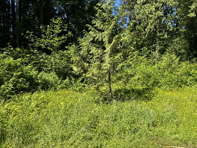 Land Clearing/Grading