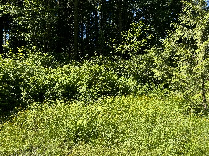 Land Clearing/Grading