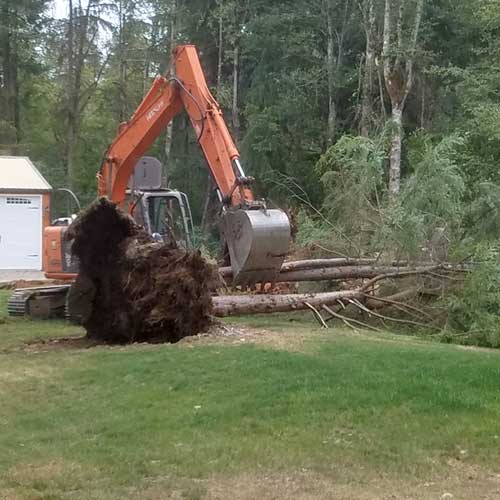 SERVICES_LandClearing_TreeClearing.jpg